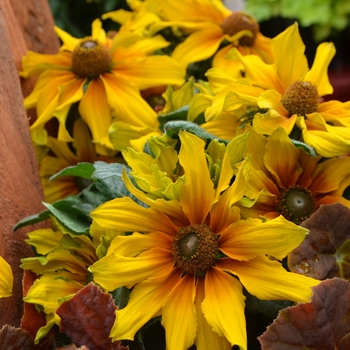 Echibeckia Summerina™ 'Butterscotch Biscuit' (111155)