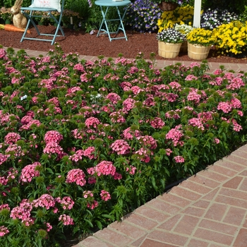 Dianthus barbatus Dash™ '' (111158)