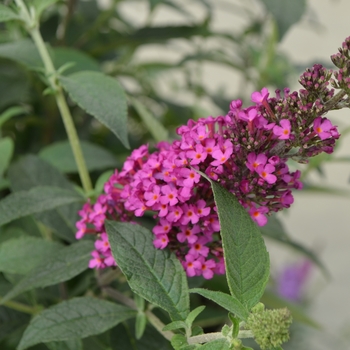 Buddleia davidii Buzz™ 'Hot Raspberry' (111172)