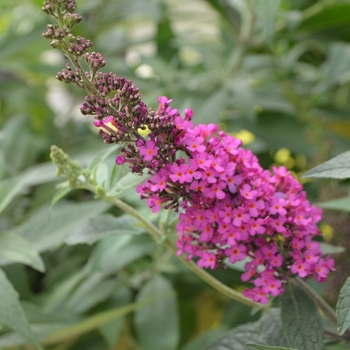 Buddleia davidii Buzz™ 'Hot Raspberry' (111173)