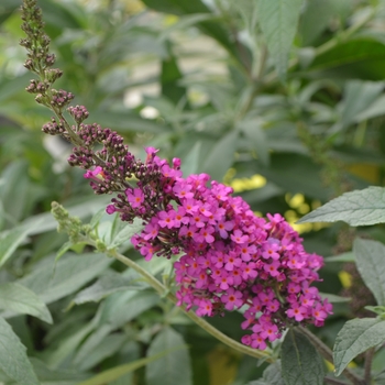 Buddleia davidii Buzz™ 'Hot Raspberry' (111174)