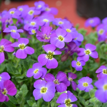 Aubrieta Audrey™ 'Deep Purple' (111231)