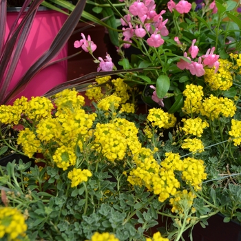 Alyssum wulfenianum 'Golden Spring' (111235)