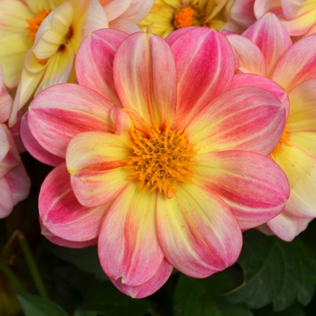 Dahlia Dalaya™ 'Shari' (111241)