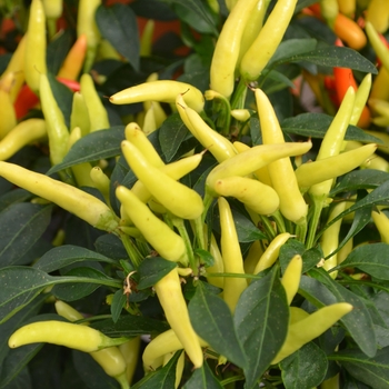 Capsicum annuum 'Chilly Chili' (111248)