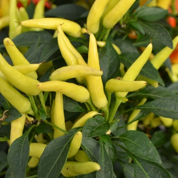 Capsicum annuum 'Chilly Chili' (111249)