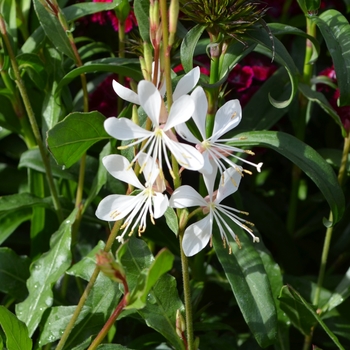 Gaura lindheimeri 'Sparkle White' (111250)