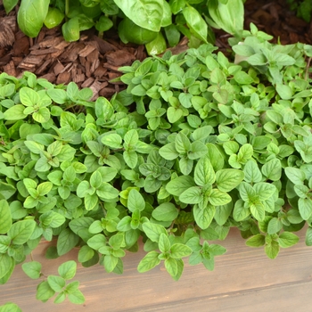 Origanum vulgare Simply Herbs™ '' (111252)