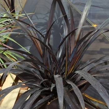 Cordyline 'Renegade' (111261)