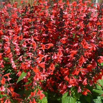 Salvia coccinea Summer Jewel™ '' (111289)