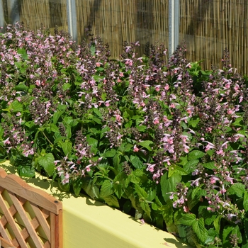 Salvia coccinea Summer Jewel™ '' (111291)