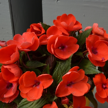 Impatiens hawkerii Sun Harmony® 'Deep Orange' (111402)