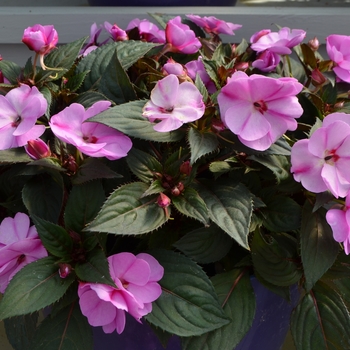 Impatiens hawkerii Sun Harmony® 'Blushing Orchid' (111403)