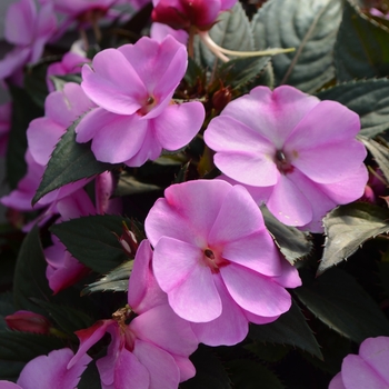 Impatiens hawkerii Sun Harmony® 'Blushing Orchid' (111404)