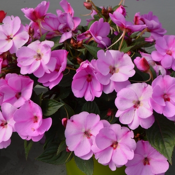 Impatiens hawkerii Sun Harmony® 'Blushing Orchid' (111405)