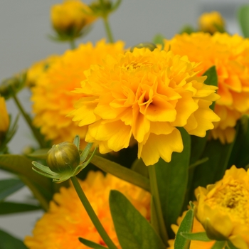 Coreopsis grandiflora Solanna™ 'Golden Sphere' (111407)