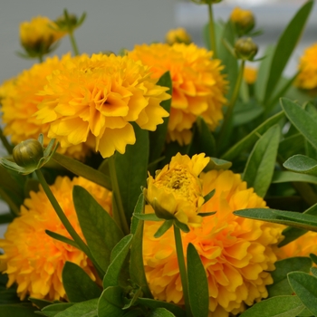 Coreopsis grandiflora Solanna™ 'Golden Sphere' (111408)