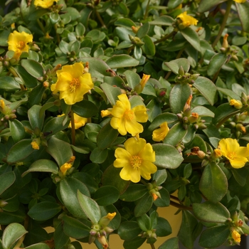 Portulaca oleracea RioGrande™ 'Yellow' (111434)