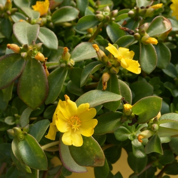 Portulaca oleracea RioGrande™ 'Yellow' (111435)