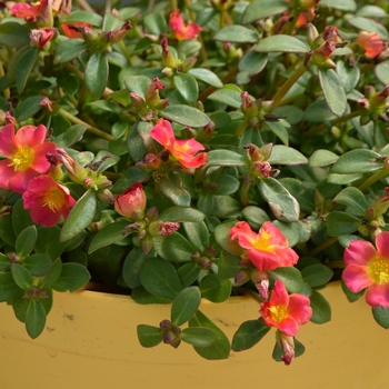 Portulaca oleracea Pazazz Nano™ 'Fuchsia' (111439)