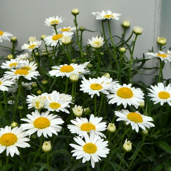 Leucanthemum x superbum 'Lucille White' (111457)