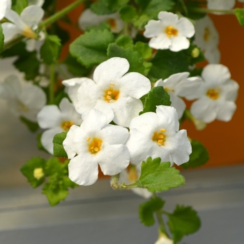 Sutera cordata Scopia™ 'Gulliver Basket White' (111459)