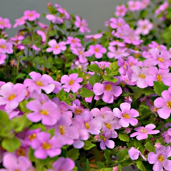 Sutera cordata 'Great Classic Pink' (111462)