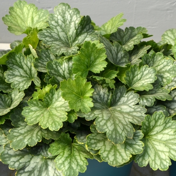 Heuchera Kira™ 'Evergreen Forest' (111466)