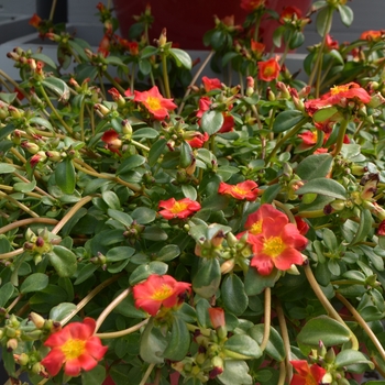 Portulaca oleracea Pazazz Nano™ 'Hot Pink' (111474)