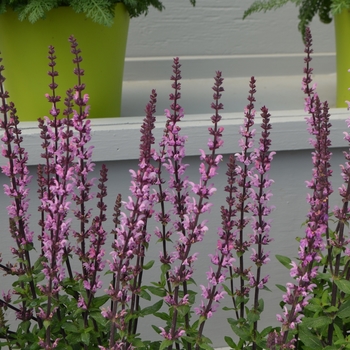 Salvia x superba Bordeau™ 'Rose' (111510)