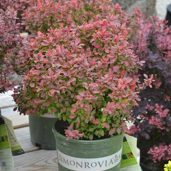 Berberis thunbergii 'Golden Ruby®' (111534)