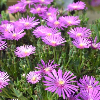 Delosperma cooperi '' (111539)