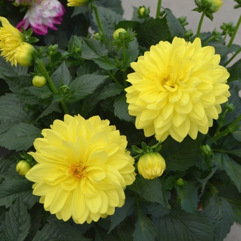 Dahlia LaBella® 'Maggiore Yellow' (111543)