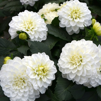 Dahlia LaBella® 'Maggiore White' (111546)