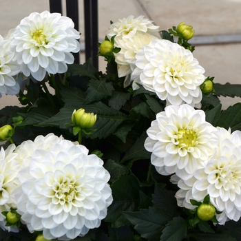 Dahlia LaBella® 'Maggiore White' (111547)