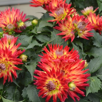 Dahlia LaBella® 'Maggiore Fire' (111558)