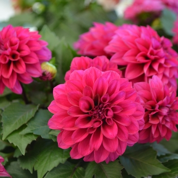 Dahlia LaBella® 'Medio Deep Pink' (111578)