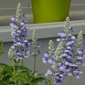 Salvia farinacea Sallyfun™ 'Sky Blue' (111588)