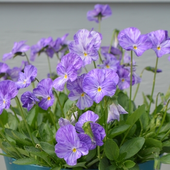 Viola 'Columbine' (111596)