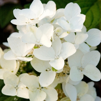 Hydrangea paniculata 'White Diamonds®' (111624)