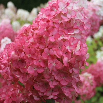 Hydrangea paniculata 'Vanilla Strawberry™' (111628)