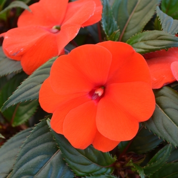 Impatiens hawkeri Odyssey® 'Talon' (111631)