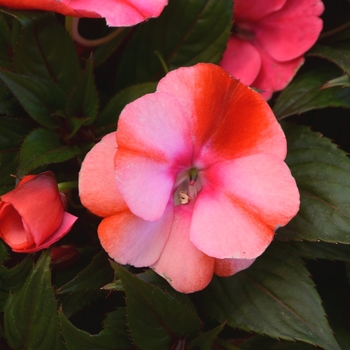 Impatiens hawkeri Odyssey® 'Sphynx' (111633)