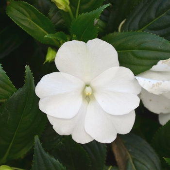 Impatiens hawkeri Odyssey® 'Orestes' (111637)