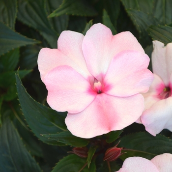 Impatiens hawkeri Odyssey® 'Helen' (111639)