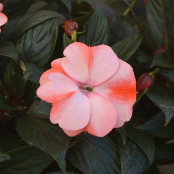 Impatiens hawkeri Odyssey® 'Carpo' (111643)