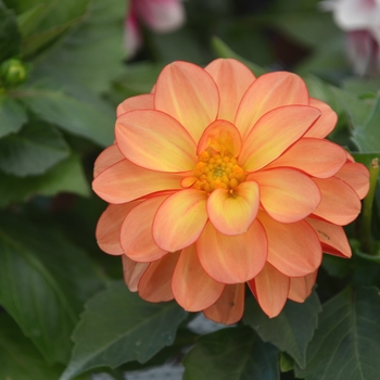 Dahlia LaBella® 'Medio Fun Orange Bicolor' (111661)