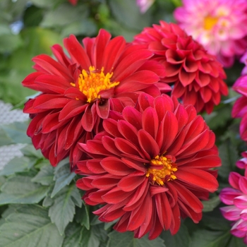 Dahlia LaBella® 'Medio Dark Red' (111665)