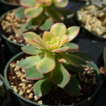 Aeonium 'Kiwi' (111666)