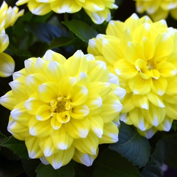 Dahlia LaBella® 'Medio Fun Yellow Picotee' (111671)